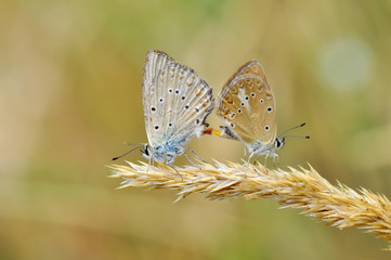 Closeup  beautiful butterflies sitting on flower