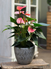 pink flower plant in a pot in interior
