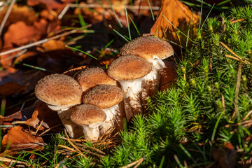 A small cluster of honey mushrooms lit with warm and soft evening light