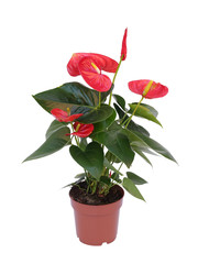 red flower plant in a pot isolated on white background