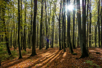 The sun shining through beech trees in the late summer