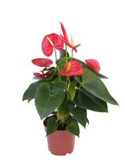 red flower plant in a pot isolated on white background