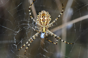Beautiful spider on a spider web- Stock Image     