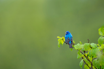 Indigo Bunting