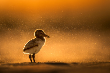 Sand Storm Oystercatcher Chick