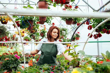 Redhead young woman working in greenhouse and enjoying in beautiful flowers. Female worker working at garden center.