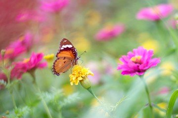 butterflies in a beautiful flower garden