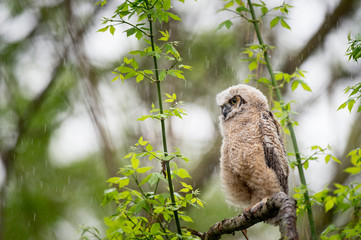 Owl in the Rain