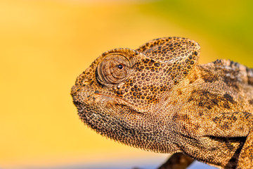 Beautiful green chameleon - Stock Image