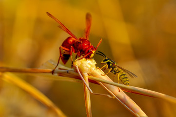Median wasp (Dolichovespula) portrait - Stock Image