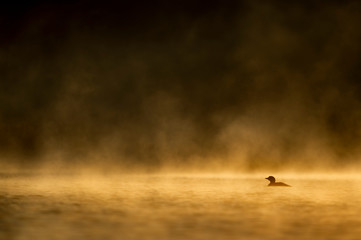 Common Loon Silhouette