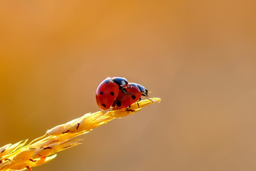 Beautiful ladybug on leaf defocused background