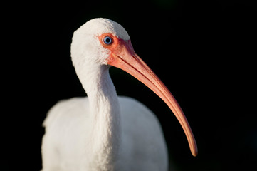 White Ibis Portrait