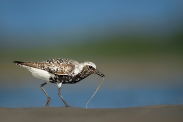 Black-bellied Plover with a Worm