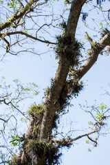 airplants tillandsias in a tree