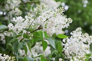 Branches of a blossoming white lilac after a rain on a background of a blurred garden