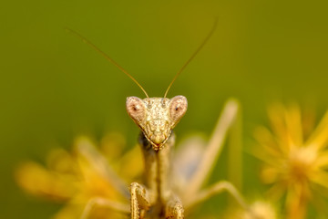 Close up of pair of European mantis ( Mantis religiosa )