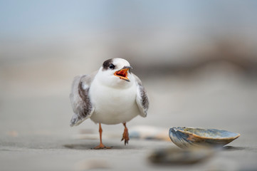 Juvenile Common Tern
