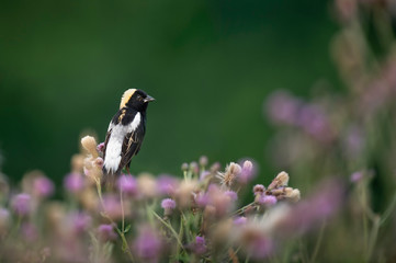 Bobolink on Flowers
