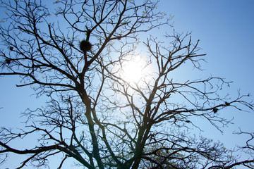 tree with tillandsias in the branches on the nature