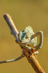 Beautiful green chameleon - Stock Image