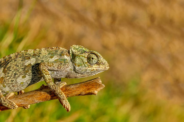 Beautiful green chameleon - Stock Image