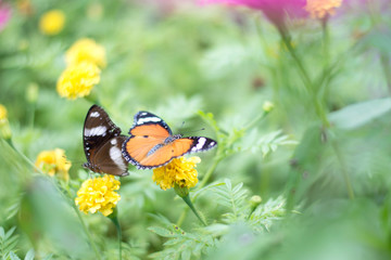 butterflies in a beautiful flower garden