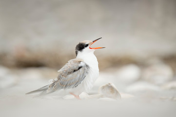 Calling Common Tern