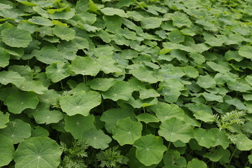follaje verde de plantas silvestres