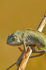 Beautiful green chameleon - Stock Image