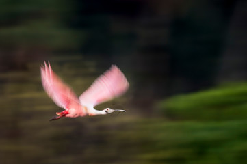 Roseate Spoonbill Blur