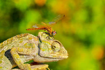 Beautiful green chameleon - Stock Image