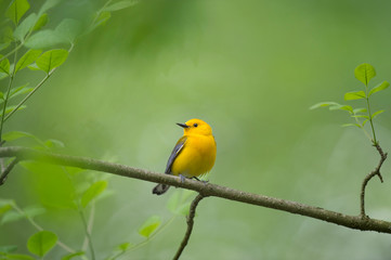 Prothonotary Warbler in Spring