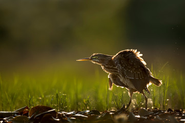Fluffy Green Heron