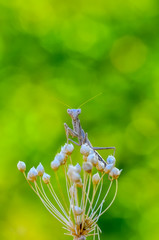 Close up of pair of European mantis ( Mantis religiosa )