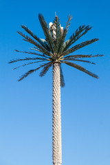 Cell tower disguised as a palm in Abu Dhabi, United Arab Emirates