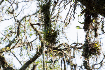 tillandsias in the branches of a tree in the nature