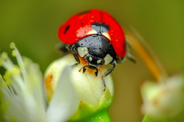 Beautiful ladybug on leaf defocused background