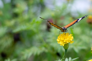 butterflies in a beautiful flower garden