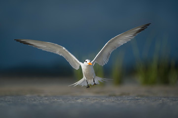 Landing Royal Tern
