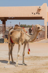 Camel at the Animal Market in Al Ain, UAE