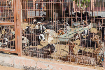 Goat cage at the Animal Market in Al Ain, UAE