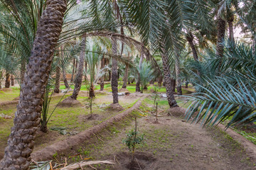 Obraz premium Palms in Al Ain oasis, United Arab Emirates