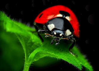 Beautiful ladybug on leaf defocused background