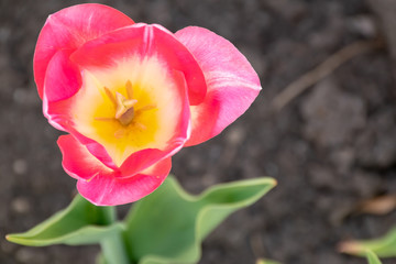 Pink single tulip with a yellow centre background