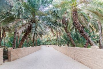 Palms in Al Ain oasis, United Arab Emirates