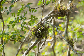 tillandsias in the branches of a tree in the nature