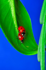 Beautiful ladybug on leaf defocused background