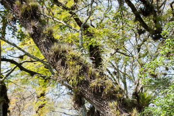tillandsias in a tree on the nature