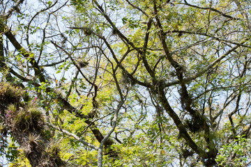 tillandsias in a tree on the nature